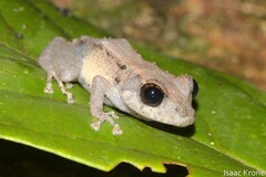 Pristimantis altamazonicus