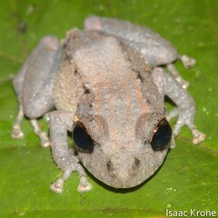 Pristimantis altamazonicus