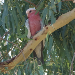 Eolophus roseicapilla
