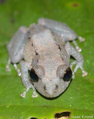 Pristimantis altamazonicus