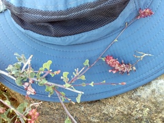 Dyerophytum africanum