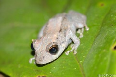 Pristimantis altamazonicus