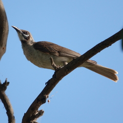 Philemon citreogularis