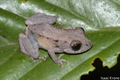 Pristimantis altamazonicus