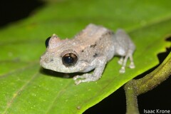 Pristimantis altamazonicus
