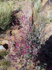 Dyerophytum africanum
