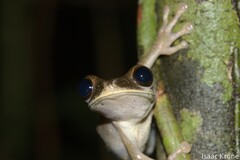 Osteocephalus deridens