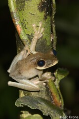 Osteocephalus deridens