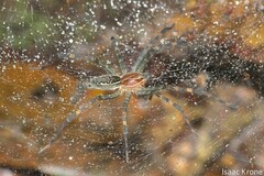 Aglaoctenus castaneus