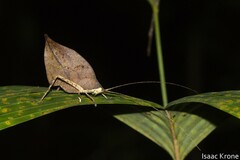 Typophyllum trigonum
