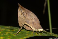 Typophyllum trigonum