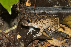 Oreobates quixensis
