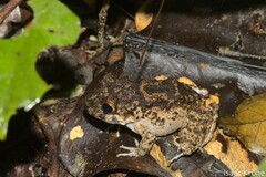 Oreobates quixensis