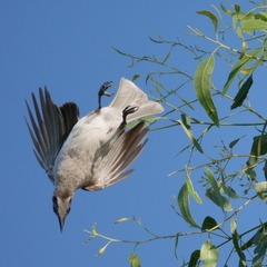 Philemon citreogularis