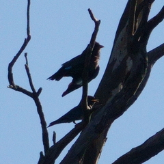 Eurystomus orientalis