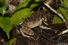 Oreobates quixensis