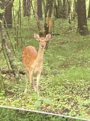 Cervus nippon centralis
