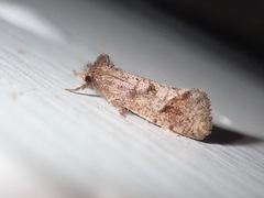 Acrolophus texanella