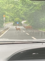 Cervus nippon centralis