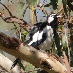 Grallina cyanoleuca