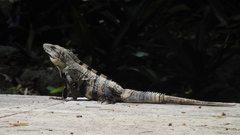 Ctenosaura similis
