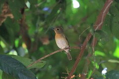Cyornis hainanus