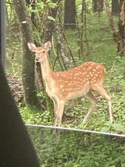 Cervus nippon centralis