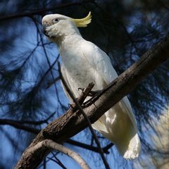 Cacatua galerita
