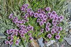 Thymus linearis