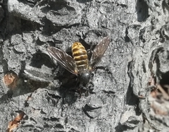 Laphria