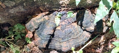 Stereum gausapatum