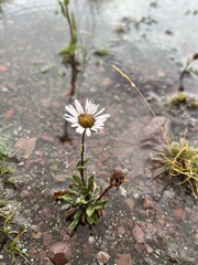 Erigeron glacialis