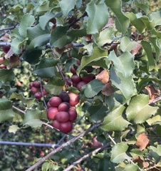 Prunus ilicifolia