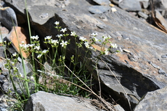Caryophyllaceae