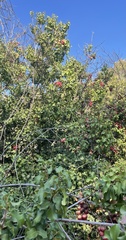 Prunus ilicifolia