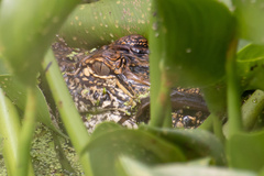 Alligator mississippiensis