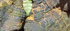 Stereum gausapatum