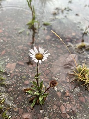 Erigeron glacialis