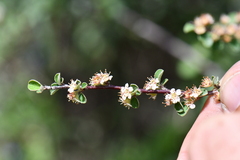 Rosaceae