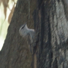 Climacteris picumnus