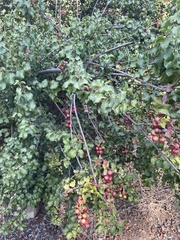 Prunus ilicifolia