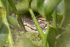 Alligator mississippiensis