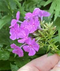 Phlox