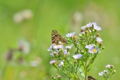 Vanessa cardui