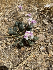 Calyptridium monospermum
