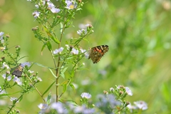 Vanessa cardui