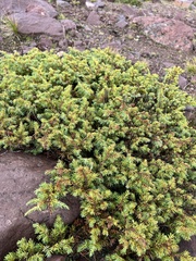 Juniperus communis
