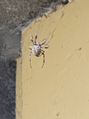 Larinioides sclopetarius