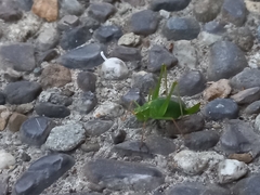 Leptophyes punctatissima