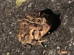 Anaxyrus americanus